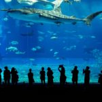 【名古屋デート】決定版！名古屋港水族館での初デートプラン