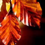 【2020年最新版】東京の紅葉はいつ?時期や見頃と場所を解説!